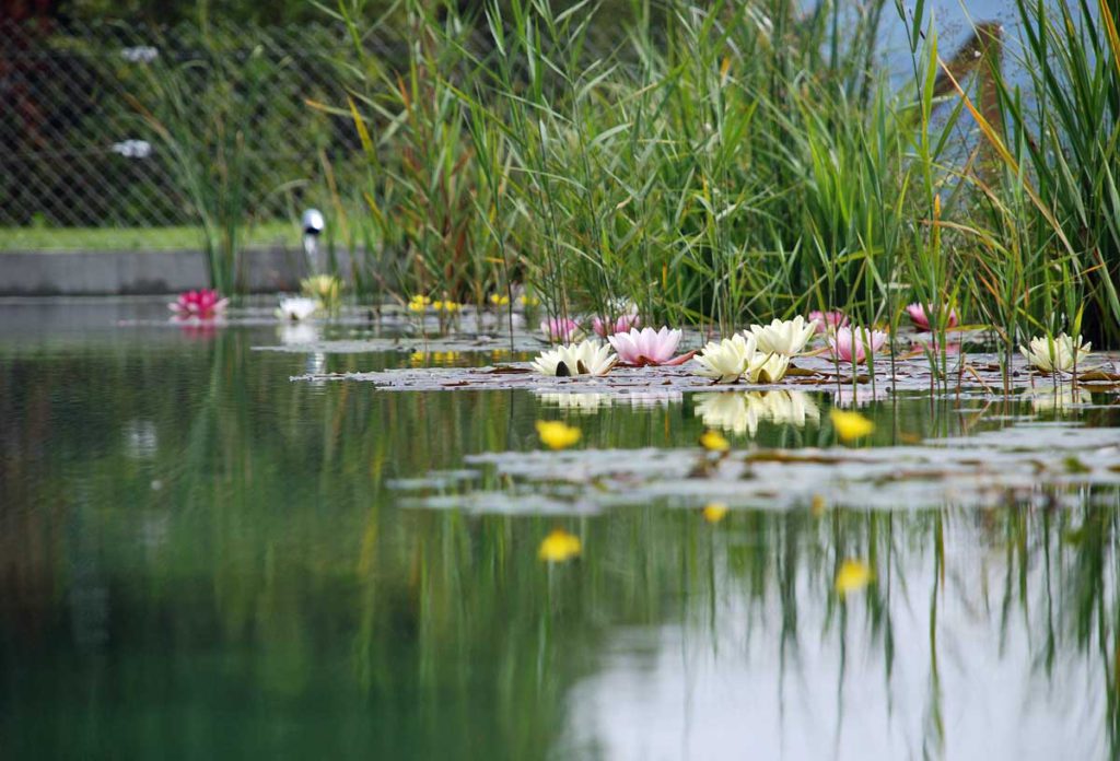 Biotope und künstliche Teiche