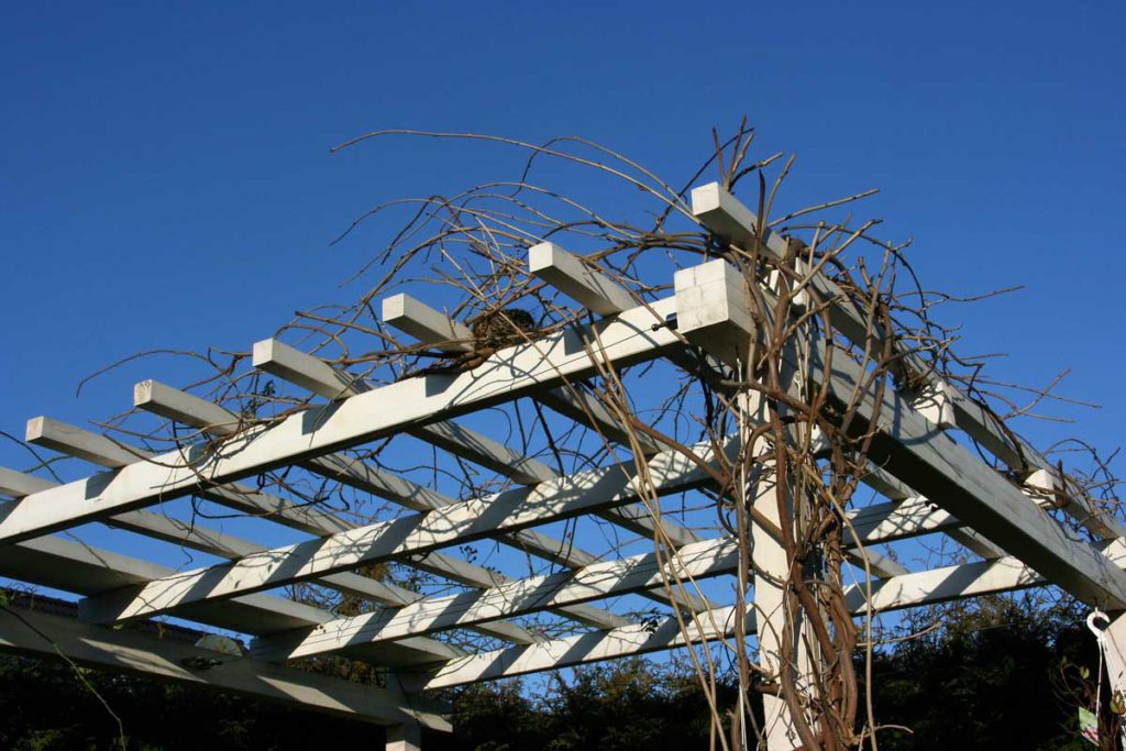 Holzbau, Holzterrassen, Pergola, Carports